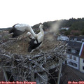 21_15-nest.jpg