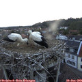 21_20-nest.jpg