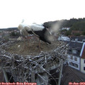 21_25-nest.jpg