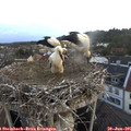 05_20-nest.jpg