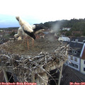 05_25-nest.jpg