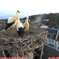 05_30-nest.jpg