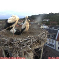 05_35-nest.jpg