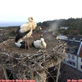 05_40-nest.jpg