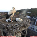 05_45-nest.jpg