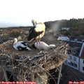05_50-nest.jpg
