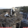 05_55-nest.jpg