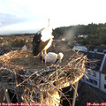 06_00-nest.jpg