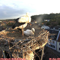 06_05-nest.jpg