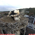 06_10-nest.jpg