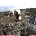 06_15-nest.jpg
