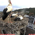 06_20-nest.jpg