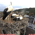 06_25-nest.jpg