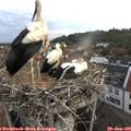 06_30-nest.jpg