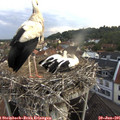06_35-nest.jpg