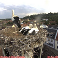 06_40-nest.jpg