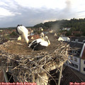 06_45-nest.jpg