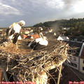 06_50-nest.jpg