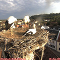 06_55-nest.jpg