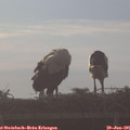 07_00-mast.jpg