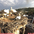 07_00-nest.jpg