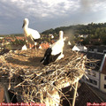07_05-nest.jpg