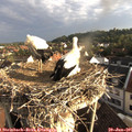 07_10-nest.jpg