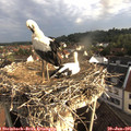07_15-nest.jpg