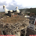 07_20-nest.jpg