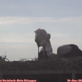 07_25-mast.jpg