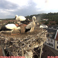 07_25-nest.jpg