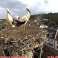 07_30-nest.jpg