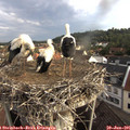 07_35-nest.jpg