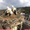 07_40-nest.jpg