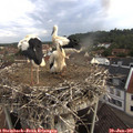 07_45-nest.jpg