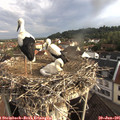 07_50-nest.jpg