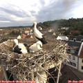 07_55-nest.jpg