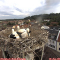 08_00-nest.jpg