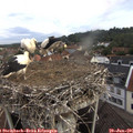 08_05-nest.jpg