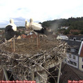 08_10-nest.jpg
