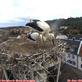 08_15-nest.jpg