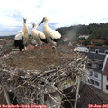 08_20-nest.jpg