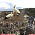 08_25-nest.jpg