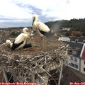 08_30-nest.jpg