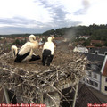 08_35-nest.jpg
