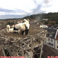 08_40-nest.jpg