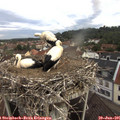 08_45-nest.jpg