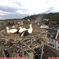 08_55-nest.jpg