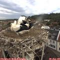 09_00-nest.jpg