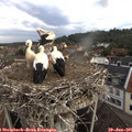 09_05-nest.jpg